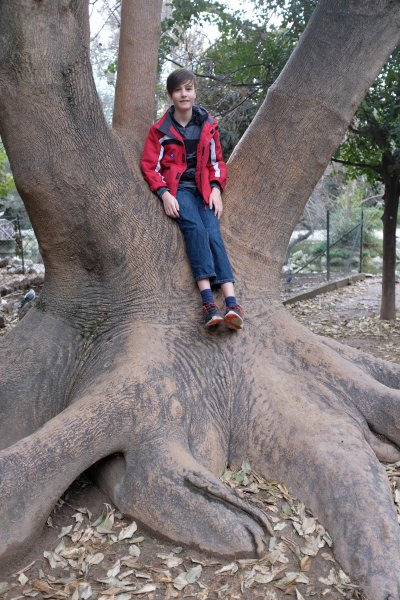 Giant tree