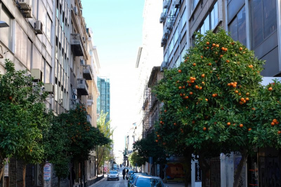 Orange trees