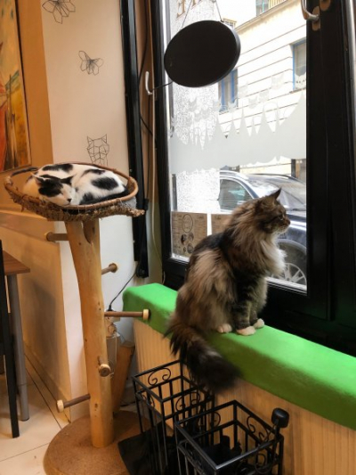 Cat Cafe