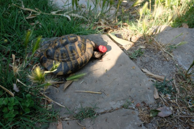Turtle