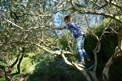 Olive tree