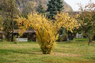 Pomegranate tree