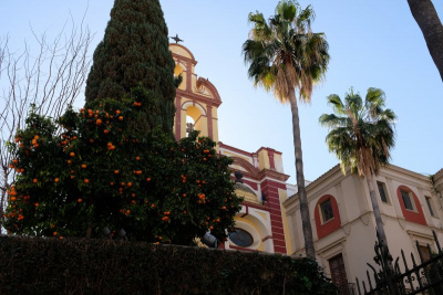 Orange tree
