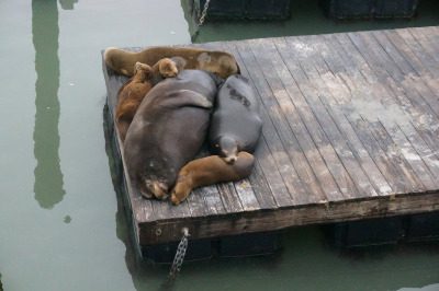 Sea Lions!