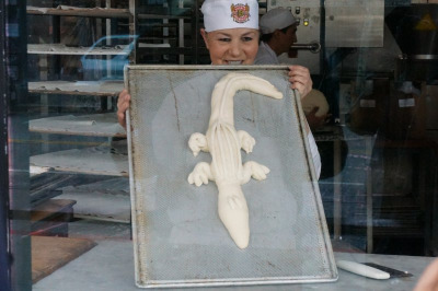 Alligator
