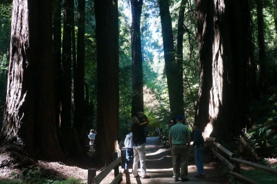 in Muir Woods
