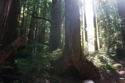 Muir Woods