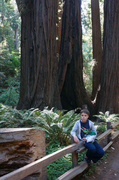 Muir Woods