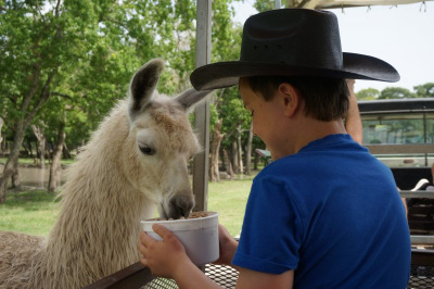 llama