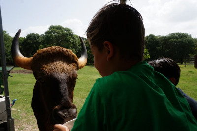 Bison