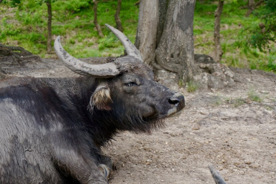Water buffalo