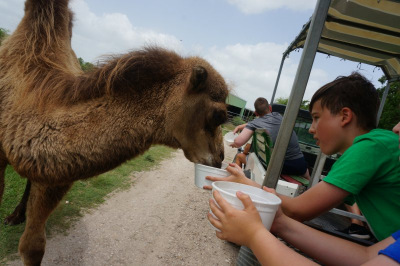 Camel