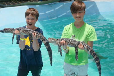 alligators