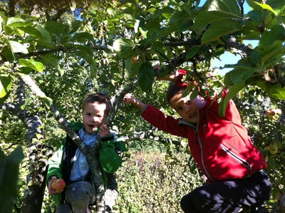 Apple orchard