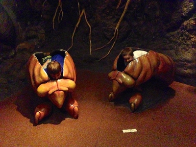 cicadas