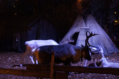 reindeer