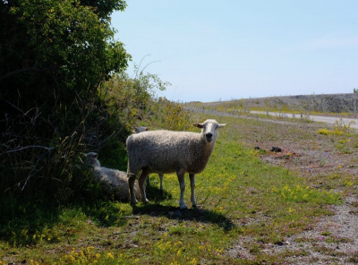 Sheep