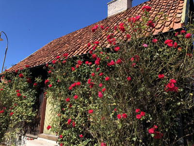Rose house