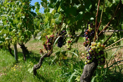 vineyards