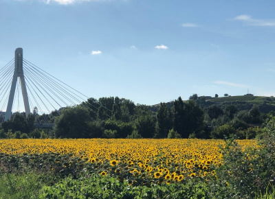 sunflowers