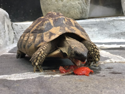 turtle