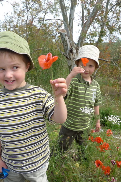 poppies