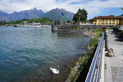 swan