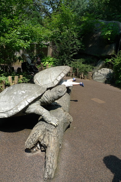Tragic accident with turtle.