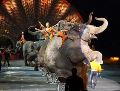 Elephants
