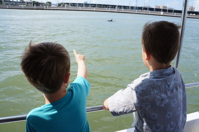 Dolphins!