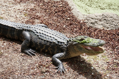 Louisiana
