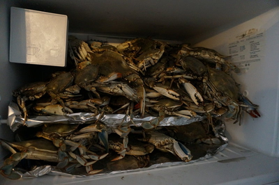 Crabs