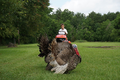 Lawn Mower