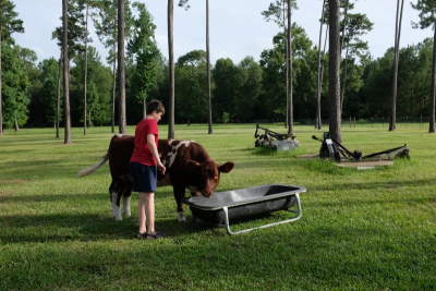 cow
